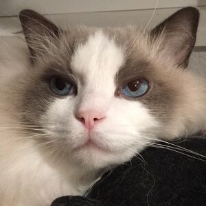 Meet your Posher, yingandyuki.shop